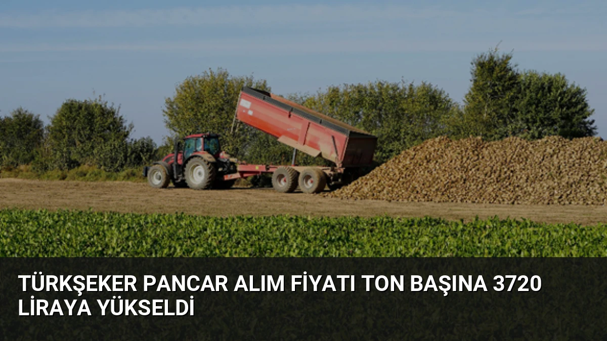 Türkşeker Pancar Alım Fiyatı Ton Başına 3720 Liraya Yükseldi